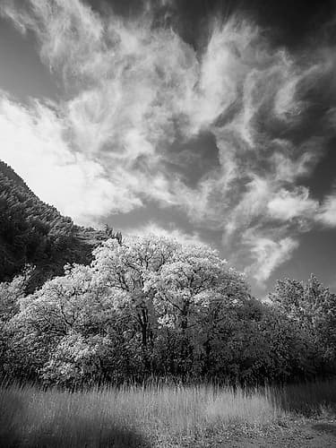 USA-Utah-Infrared of the Logan Pass area and lone tree Art Print